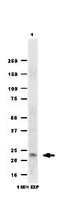 Western Blotting Analysis: <br />Representative lot data. <br />Human liver tissue lysate was probed with Anti-TMEM126A (0.125µg/mL).  <br />Proteins were visualized using a Donkey Anti-Rabbit IgG secondary antibody conjugated to HRP and a chemiluminescence detection system. <br />Arrow indicates TMEM126A (~23 kDa).